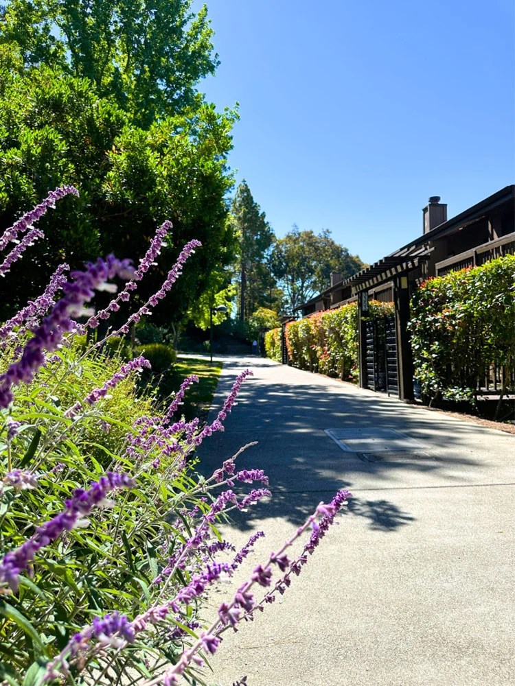 About Brittan Heights in San Carlos CA. Flowers and Pathways